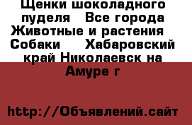 Щенки шоколадного пуделя - Все города Животные и растения » Собаки   . Хабаровский край,Николаевск-на-Амуре г.